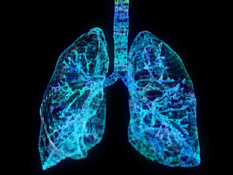 Une image de synthèse représentant des poumons